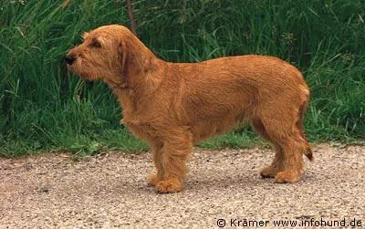 Basset Fauve de Bretagne