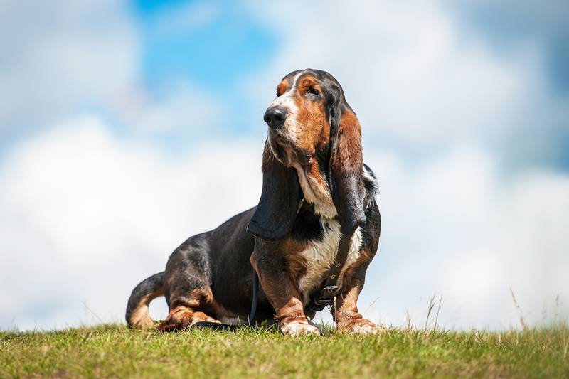 Basset Hound with the sky