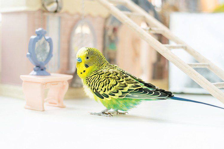 Bathing a parrot: is it necessary and how to do it right?