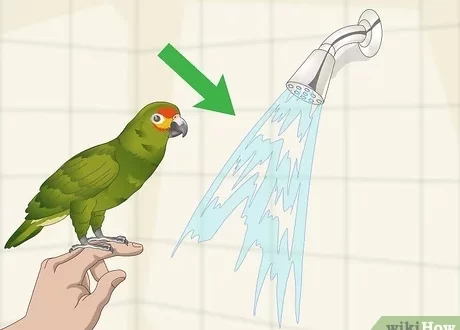 Bathing a parrot: is it necessary and how to do it right?