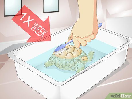 Bathing a tortoise