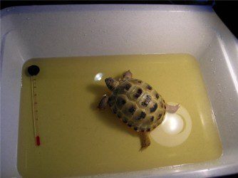 Bathing and washing turtles