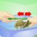 Buying a Turtle, Choosing a Healthy Turtle