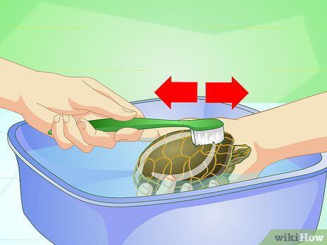 Bathing and washing turtles