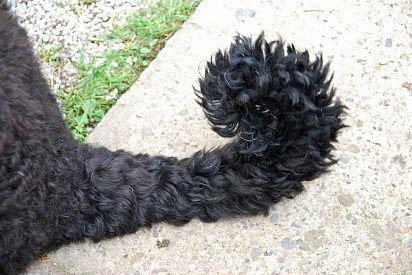 Tail of black russian terrier