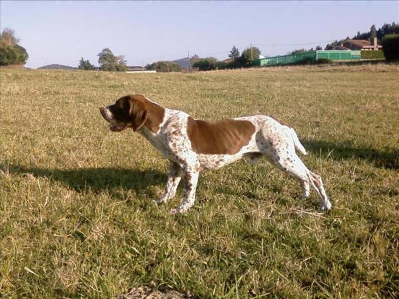 Old Spanish Pointer hunting