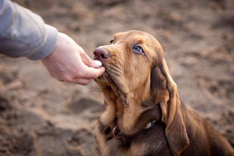 owner hand feeds bloodhound