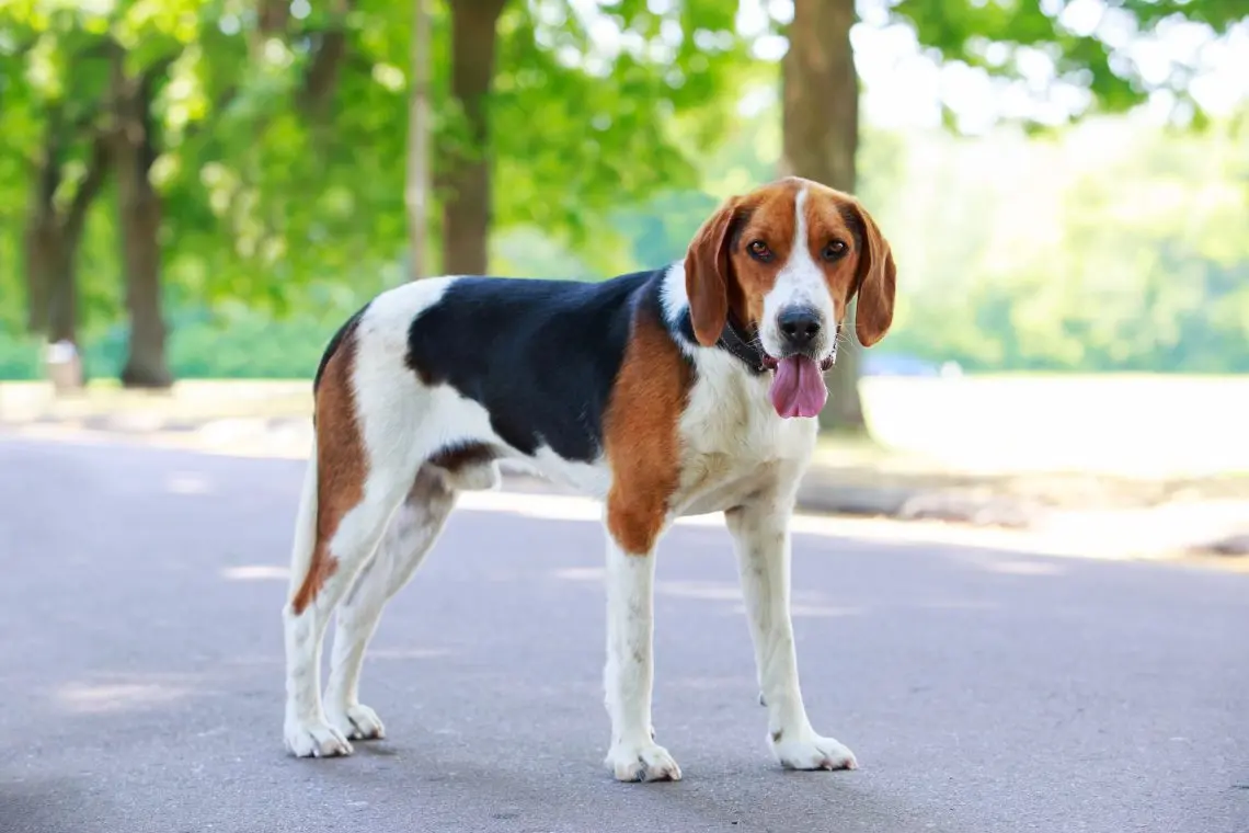 Beagle-Harrier