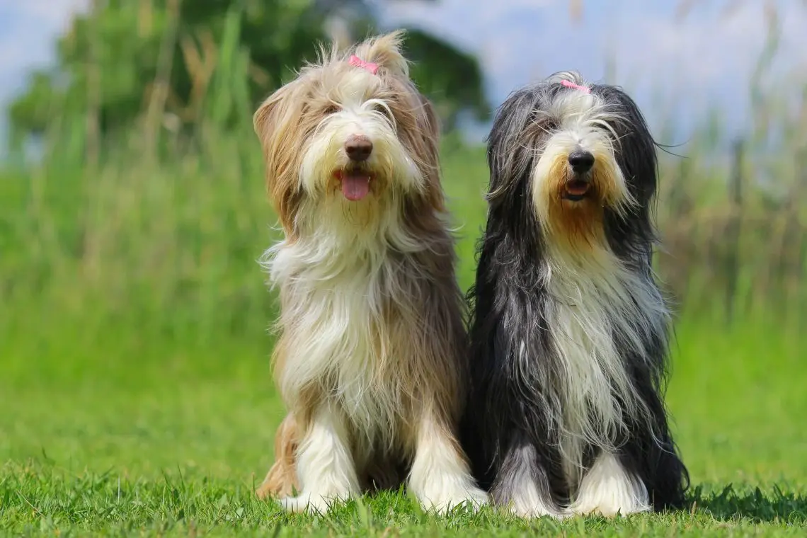 Bearded Collie