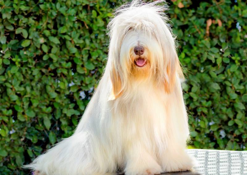 white Bearded Collie
