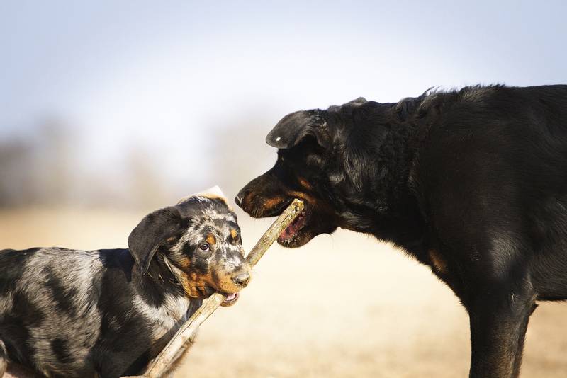 Beauceron with a puppy