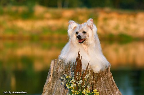 Beautiful dog pictures from Anima Libera