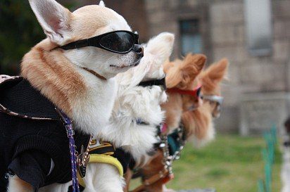 Cool dogs