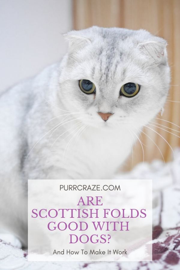 “Before meeting the Scottish cat, I considered myself an incorrigible dog lady”