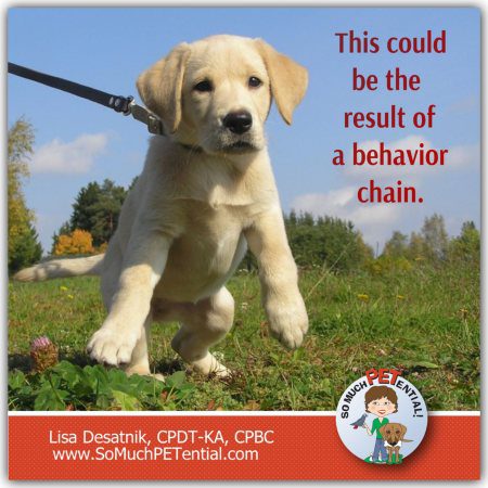 Behavior chains in dog training