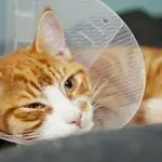 Behavior of a cat after sterilization