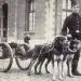 Bergamasco Shepherd