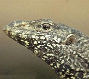 Bengal monitor lizard