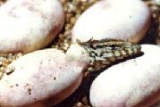 Bengal monitor lizard