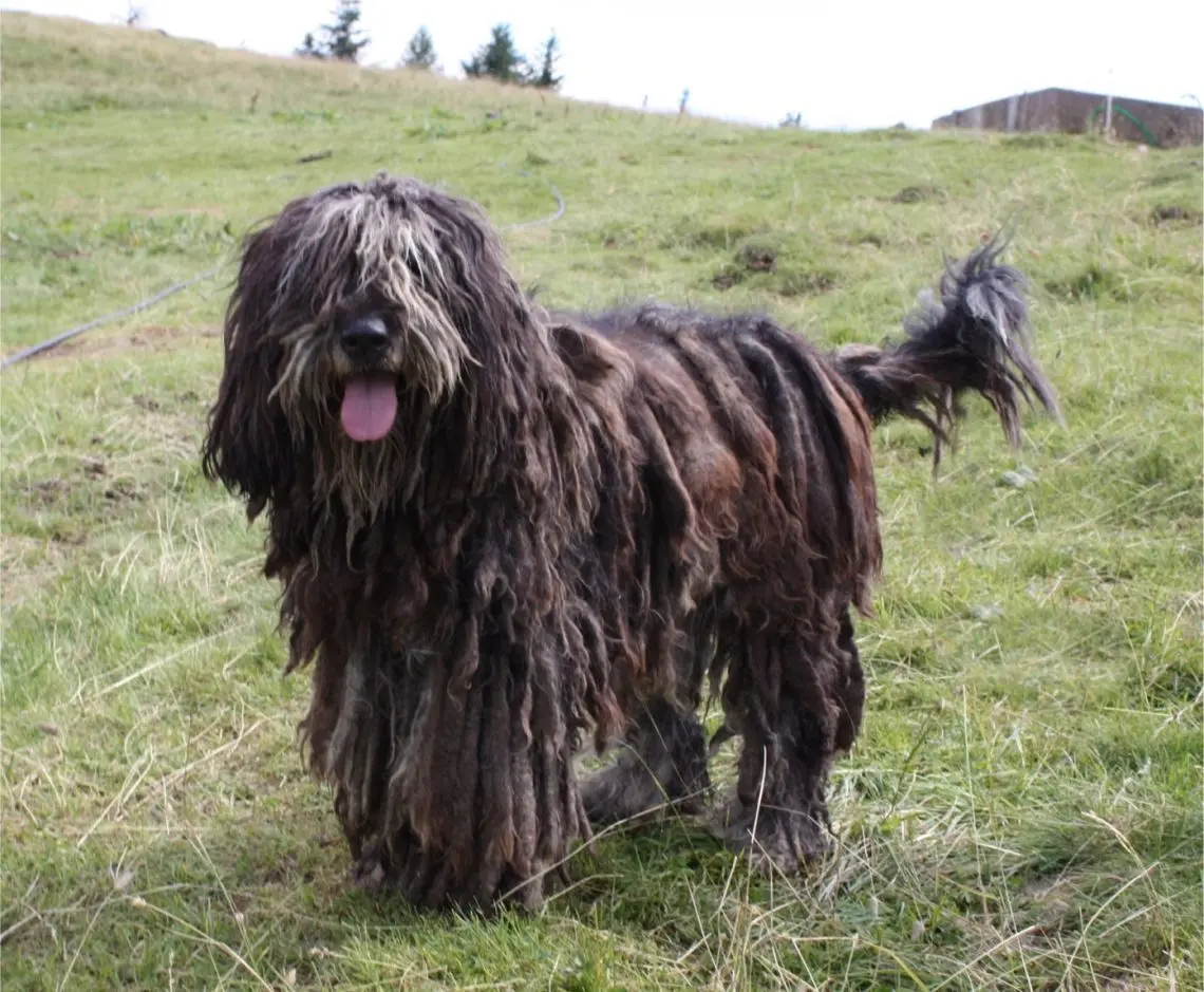 Bergamasco Shepherd