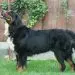 Bernese Hound