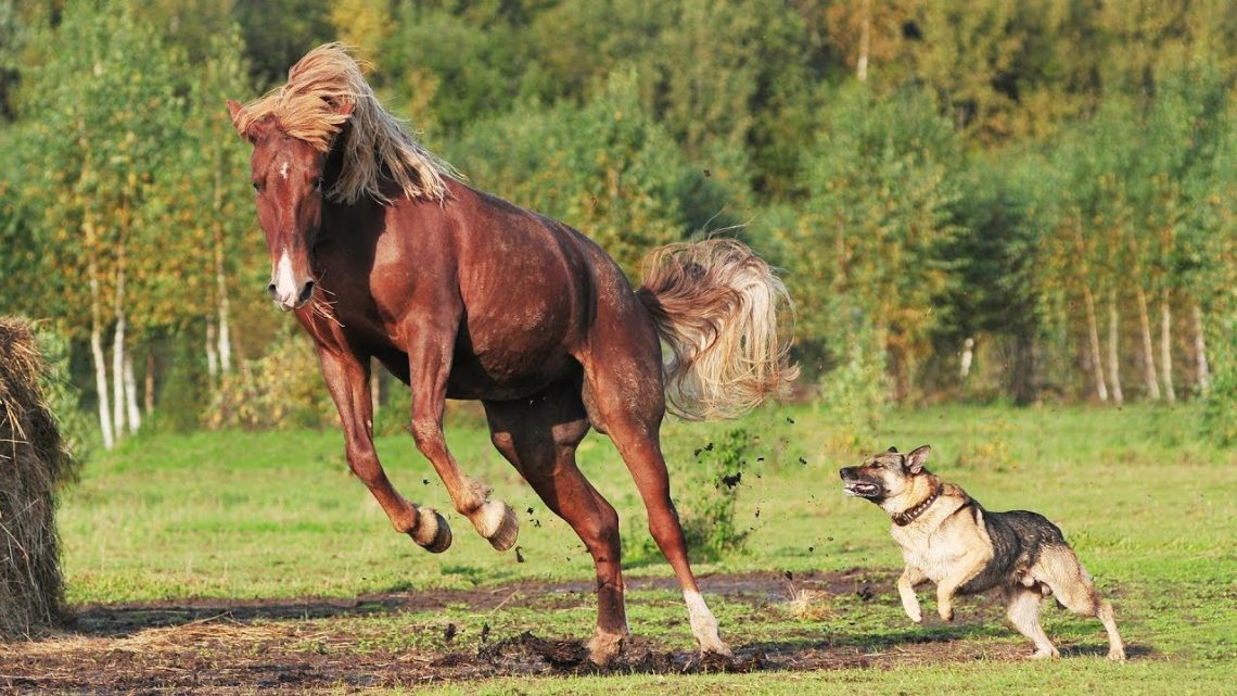 Best friends are a horse and a dog who love to play ball