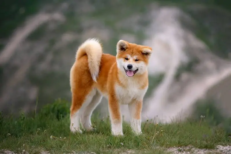 wayward akita inu