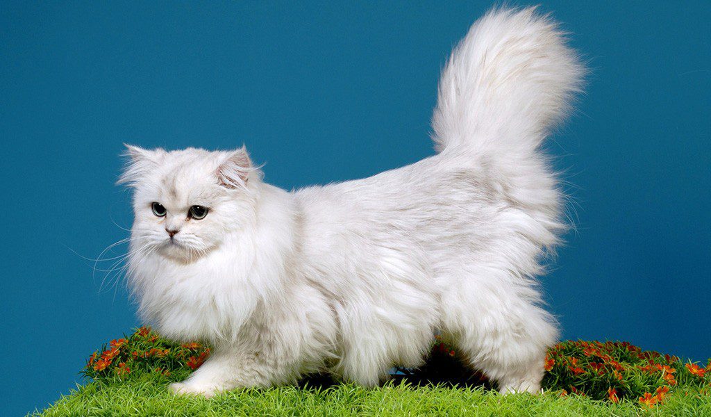 British Longhair Cat