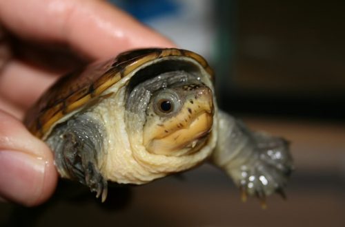 Big-headed mud turtle