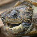 big-headed turtle