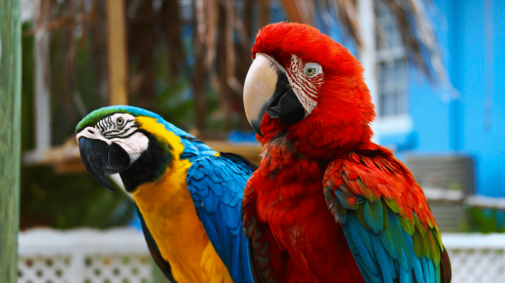 big parrots