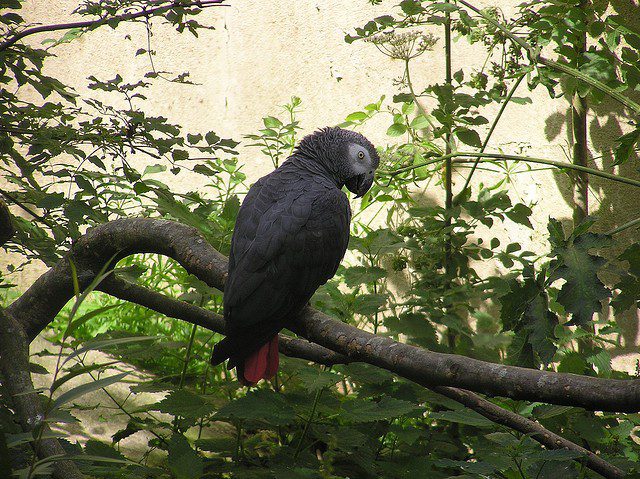 big parrots