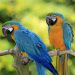 How long do parrots live at home?