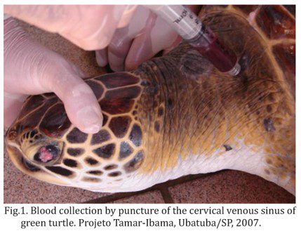 Biochemical analysis of the blood of turtles