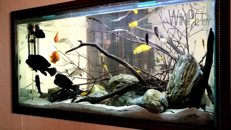 biotope aquarium