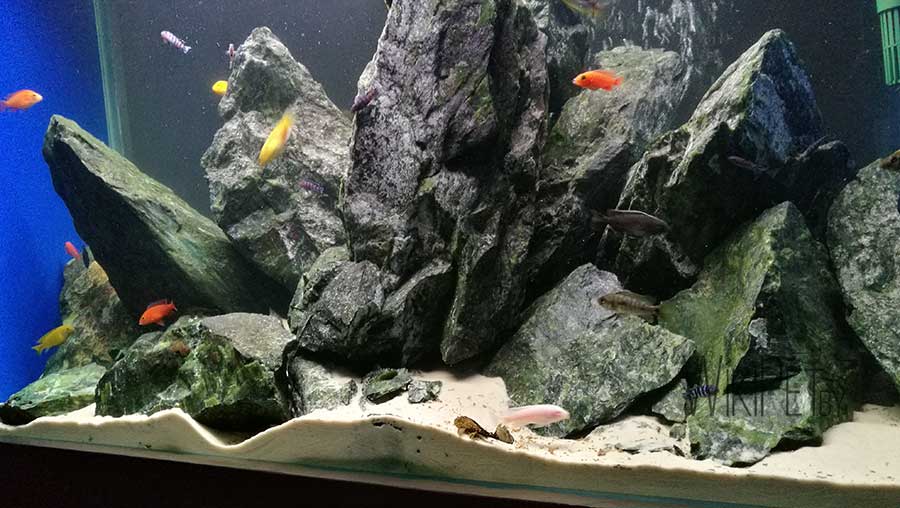 biotope aquarium