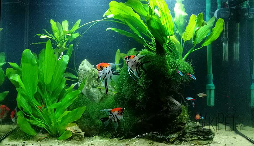 biotope aquarium