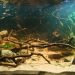 Nature aquarium: big and small fish