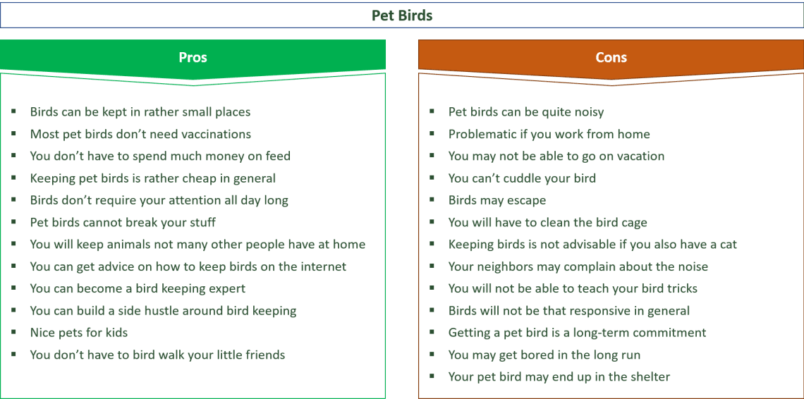 Bird in the house: pros and cons