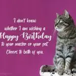 Birthday of a cat or cat: top 7 ideas for congratulations