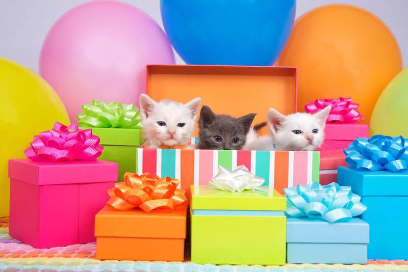 Birthday of a cat or cat: top 7 ideas for congratulations