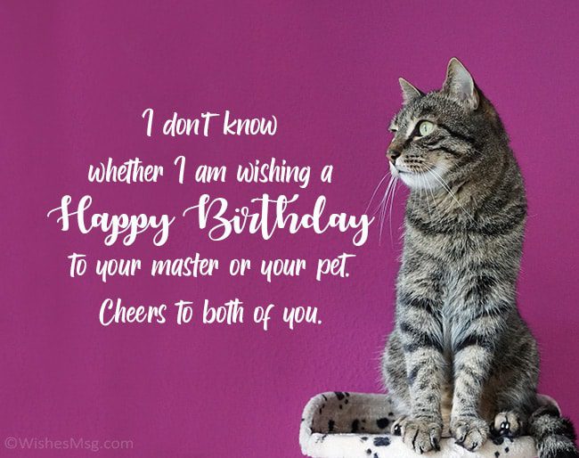 Birthday of a cat or cat: top 7 ideas for congratulations