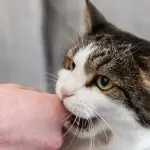 Bitten by a cat, what to do?