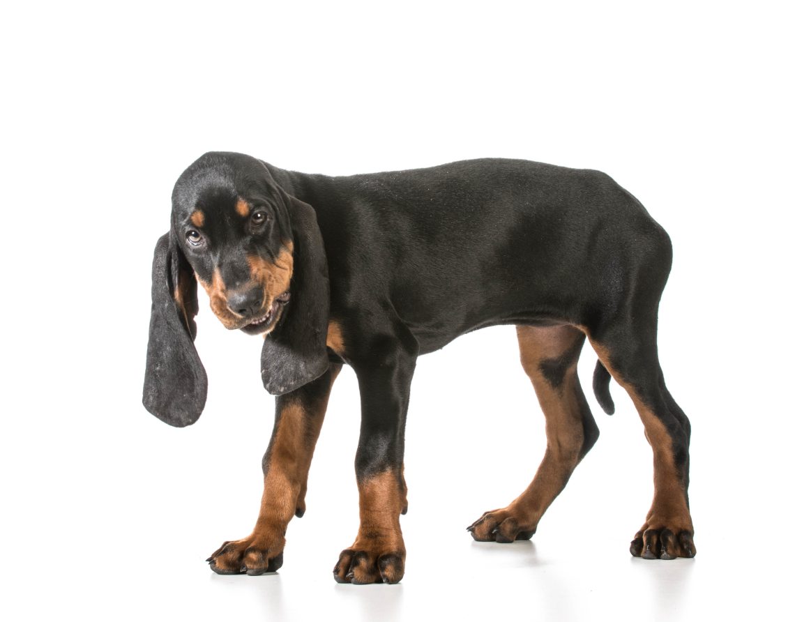 Coonhound Black and Tan