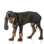 Black and Tan Coonhound