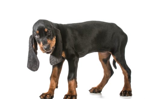 Crno-smeđi kunhound