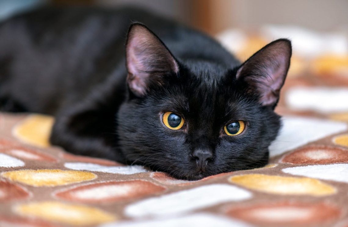 Black cat breeds