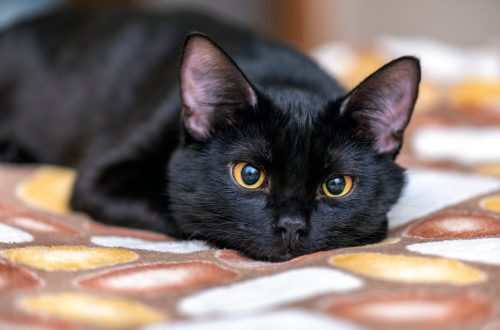 Fekete macskafajták