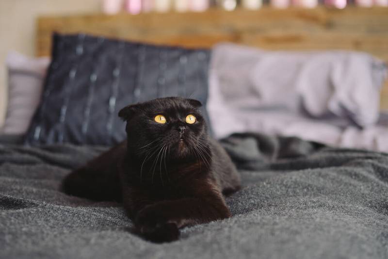 Black cat breeds