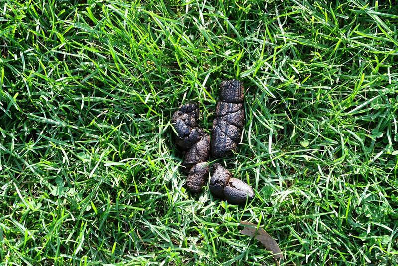 Black feces in a dog - causes and treatment